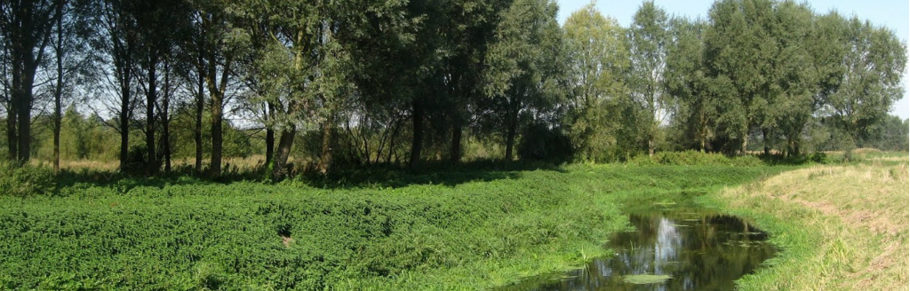 Grass Verge with trees in Preston Village